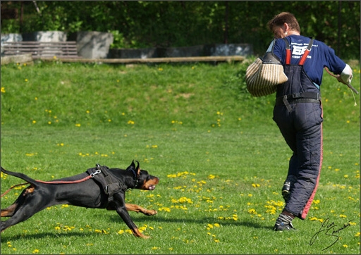 Dogs in training 5/2008